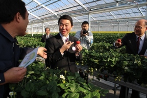 村井師匠といちご.jpg